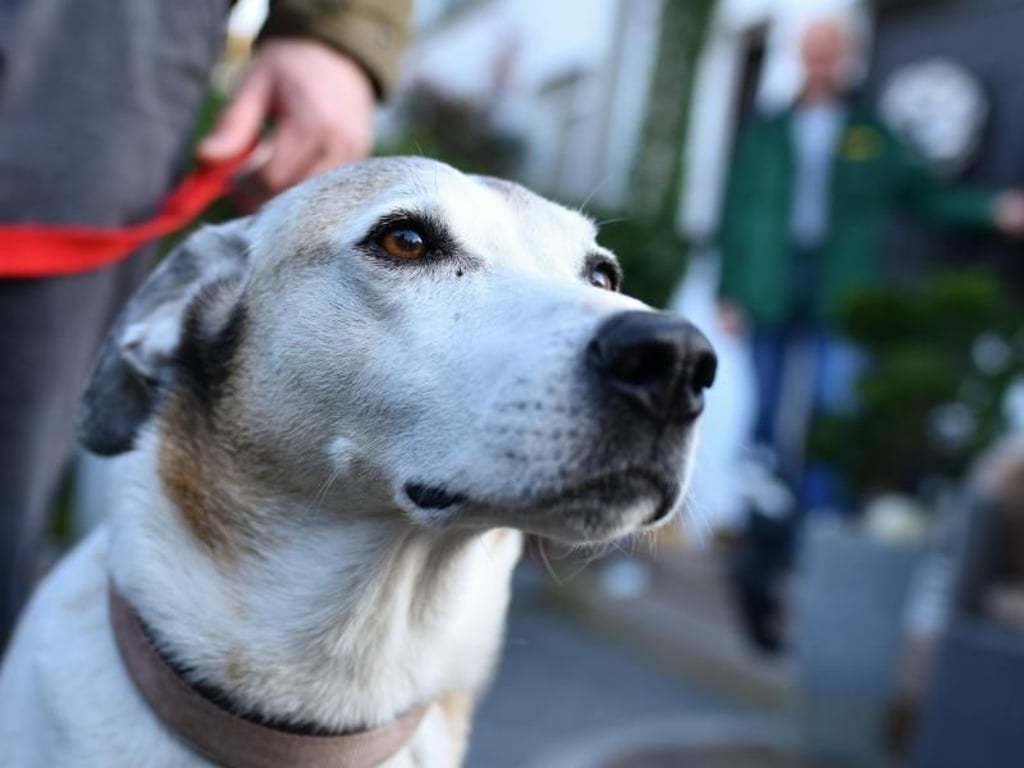 Beim Dogsharing müssen Hunde sich problemlos mehreren Menschen anschließen können. Foto: Uwe Anspach