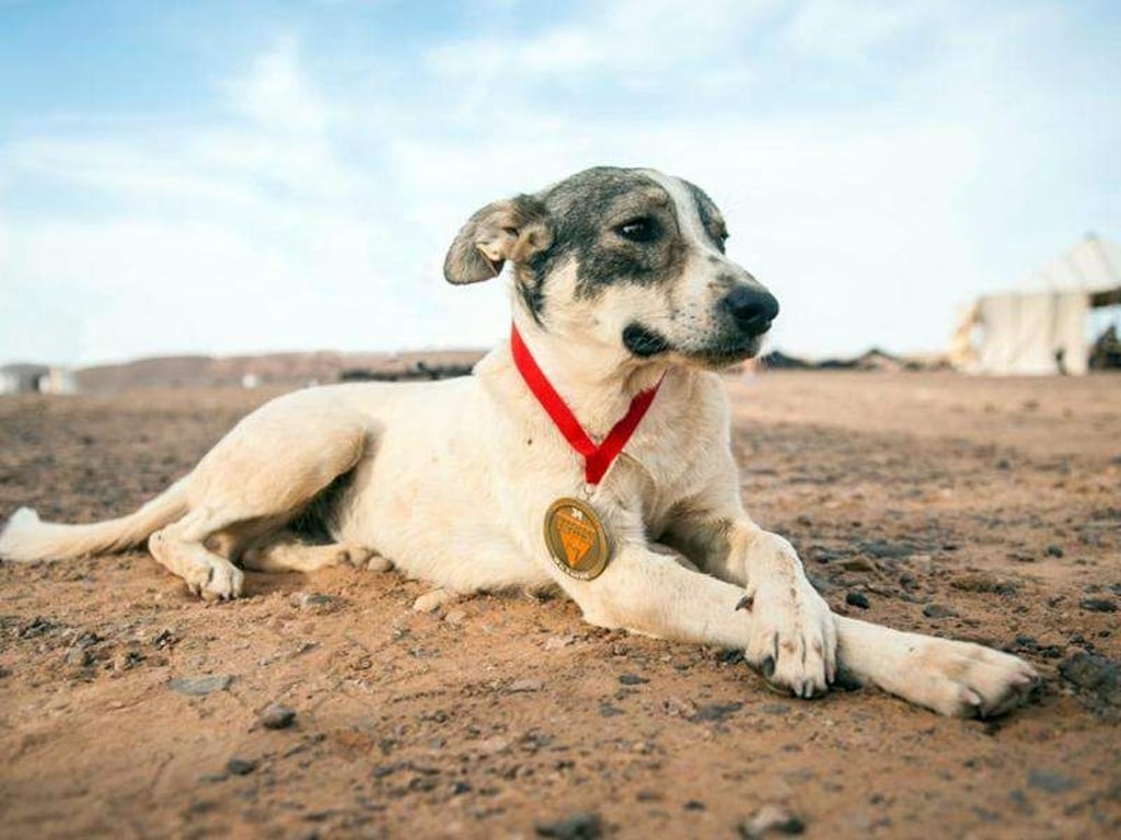 Hund Cactus mit seiner Teilnehmer-Medaille beim Sahara-Ultramarathon. Foto: Courtesy of Marathon des Sables