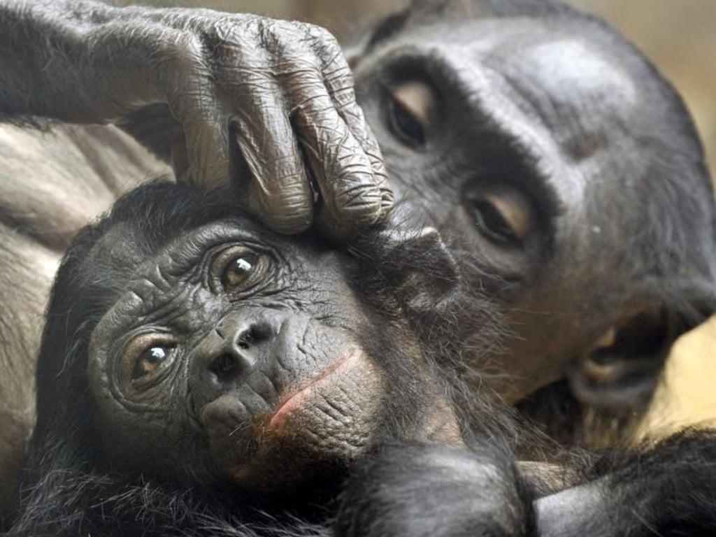 Bonobos-Mütter helfen ihrem Nachwuchs manchmal sogar beim Sex. Foto: Boris Roessler