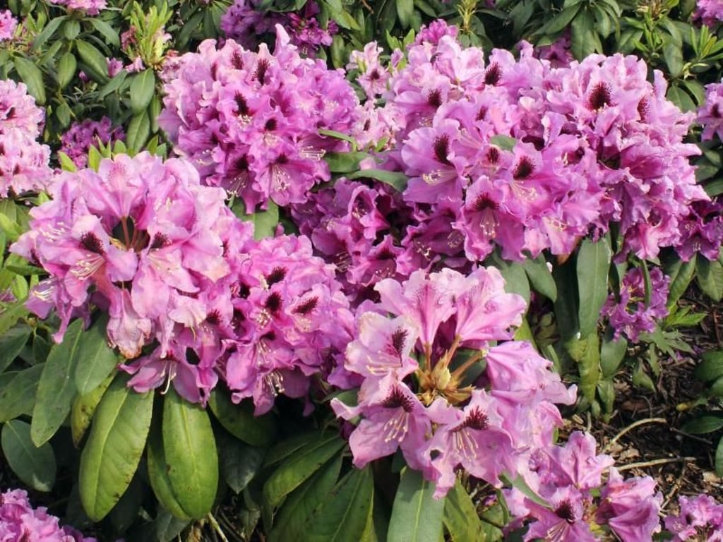 Im Frühjahr lockt die Blütenpracht ins Ammerland: Rhododendronfeld bei Wiefelstede. Foto: Bernd F. Meier