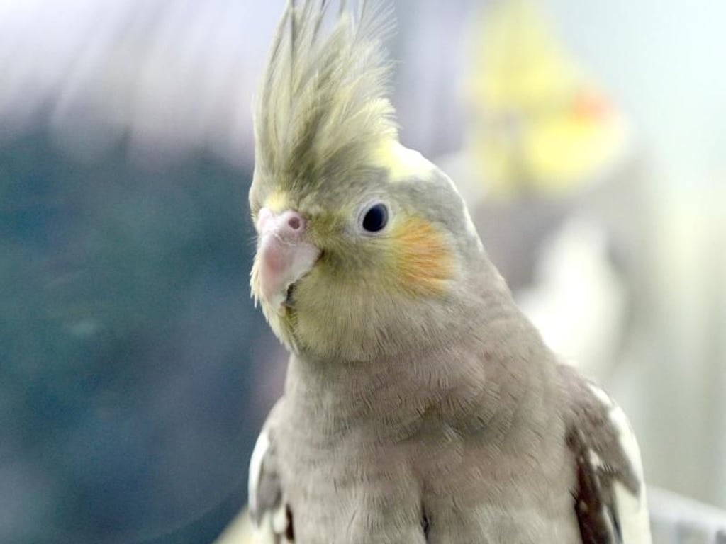 Ist ein Papageienvogel wie dieser Nymphensittich einsam, kann eine Partnervermittlung für Vögel helfen. Foto: Caroline Seidel
