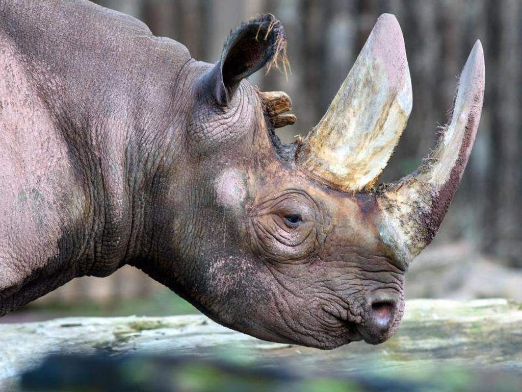 Klaus-Dietmar Gabbert