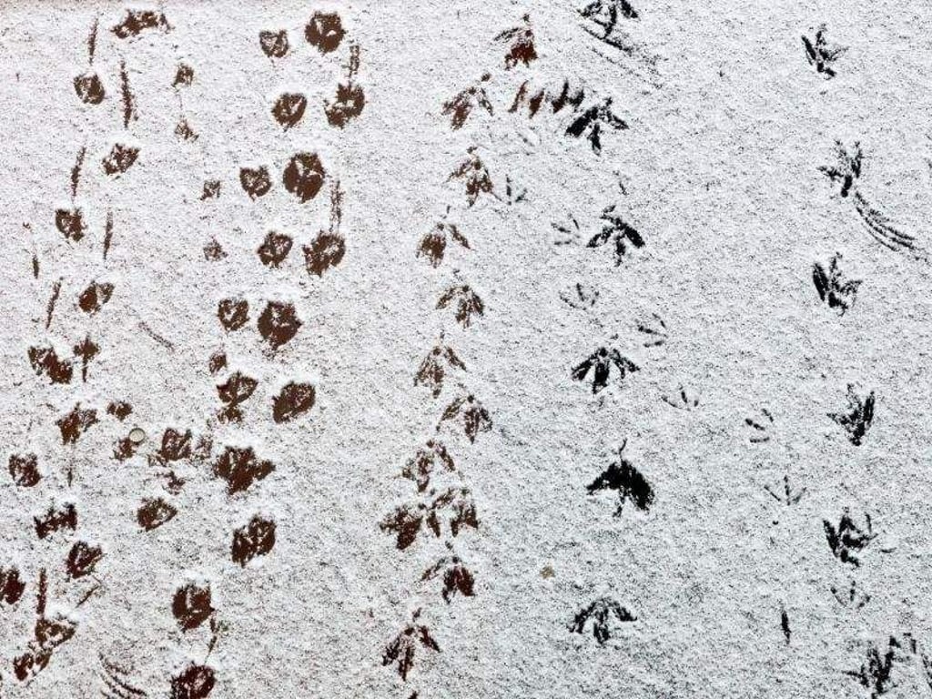 Im Schnee sind Tierspuren - hier von verschiedenen Wasservögeln - besonders gut zu erkennen. Foto: Ulrich Perrey