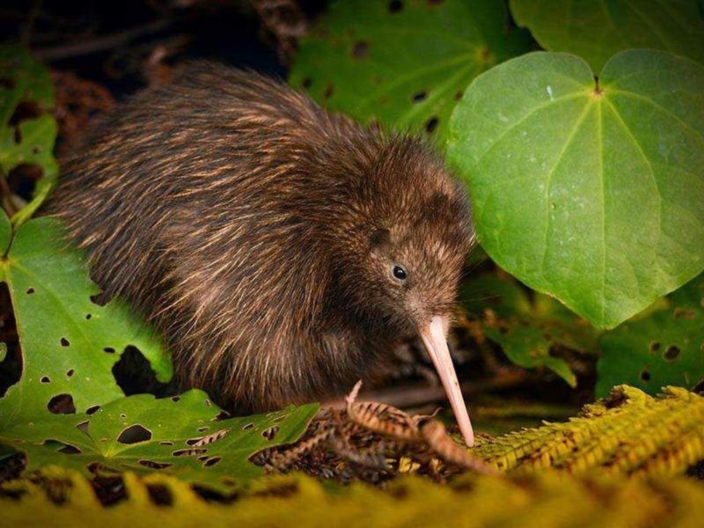 Das undatierte Foto zeigt einen auf Neuseeland vorkommenden Nördlichen Streifenkiwi. Foto: Neil Robert Hutton/IUCN/AP