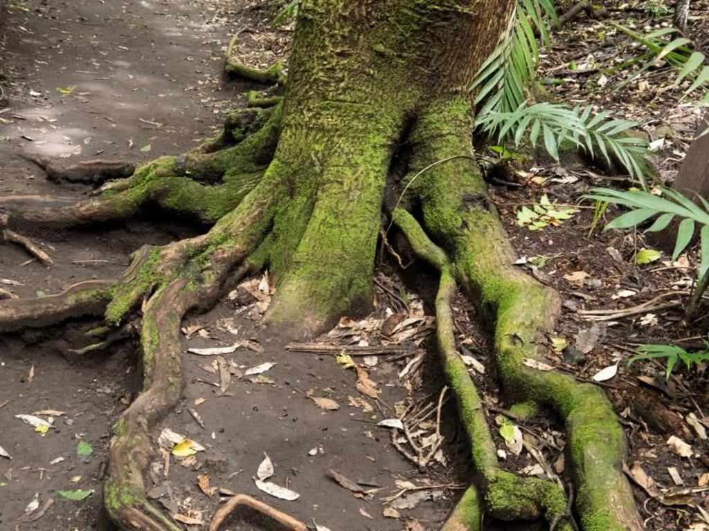 Unterwegs im Naturpark Cerro Verde - El Salvador hat auch viele landschaftliche Reize. Foto: Andreas Drouve/dpa-tmn