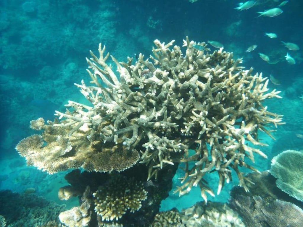 Korallen am Great Barrier Reef, die von Korallenbleiche betroffen sind. Foto: Daniel Naupold