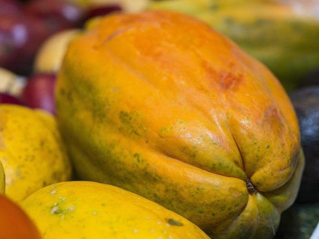 Ein breiter gelber Streifen von unten nach oben zeigt, dass die Papaya reif ist. Foto: Robert Günther