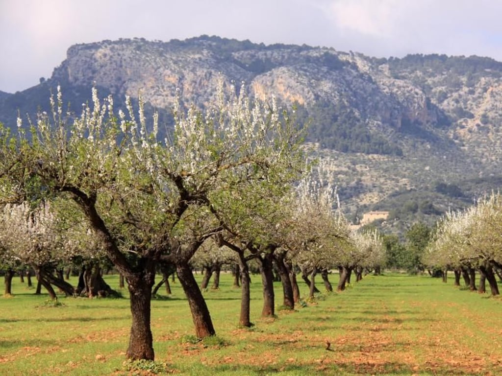 Mandelbaumplantagen sind über ganz Mallorca verteilt. Rund sieben Millionen der Bäume stehen auf der Baleareninsel. Foto: Manuel Meyer/dpa-tmn