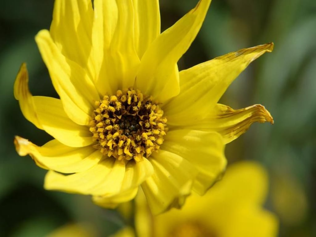 Die Weidenblättrige Sonnenblume (Helianthus salicifolius) hält sich mehrere Jahre im Garten. Foto: Andrea Warnecke/dpa-tmn