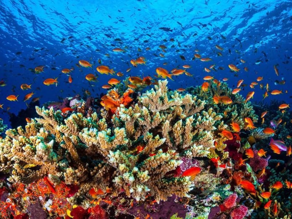 Bedrohte Schönheit: Ein Abschnitt des Great Barrier Reef in gesundem Zustand. Foto: James Cook University/Archiv