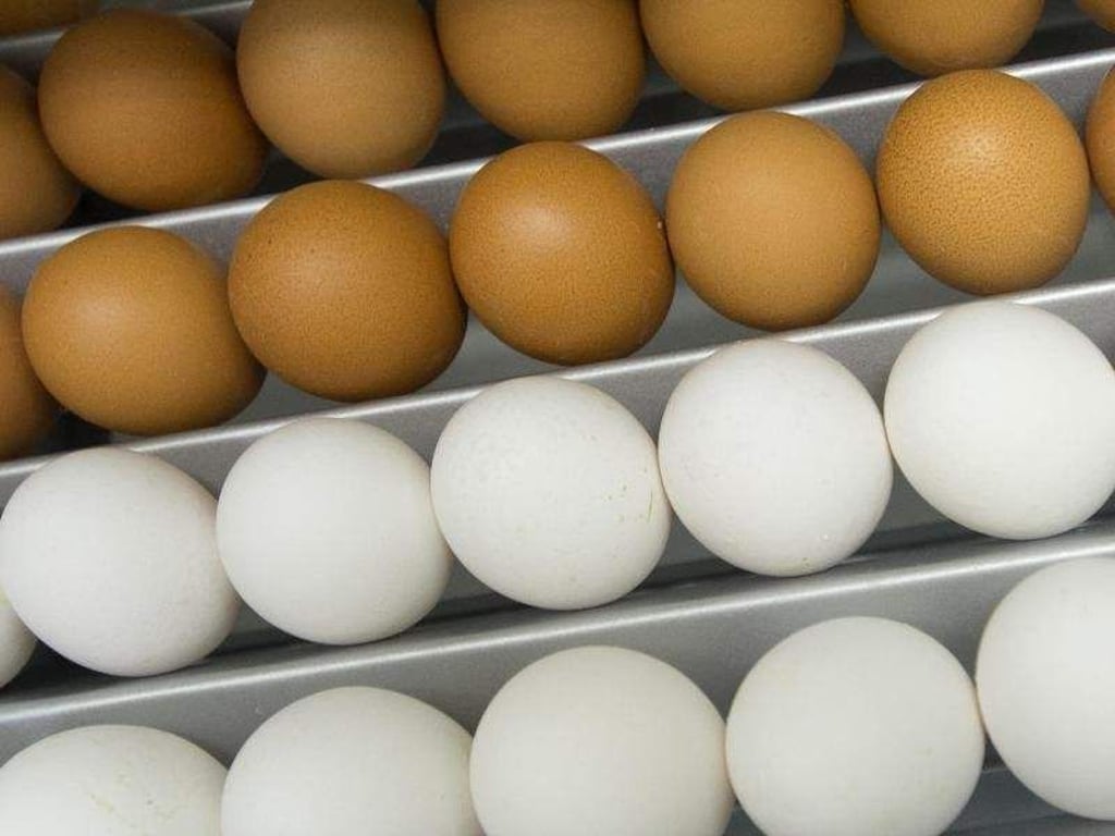 Jedes Jahr werden in Deutschland etwa 45 Millionen männliche Küken nach dem Ausbrüten getötet, weil sie für die Eierproduktion nicht benötigt werden. Foto: Peter Endig/Archiv