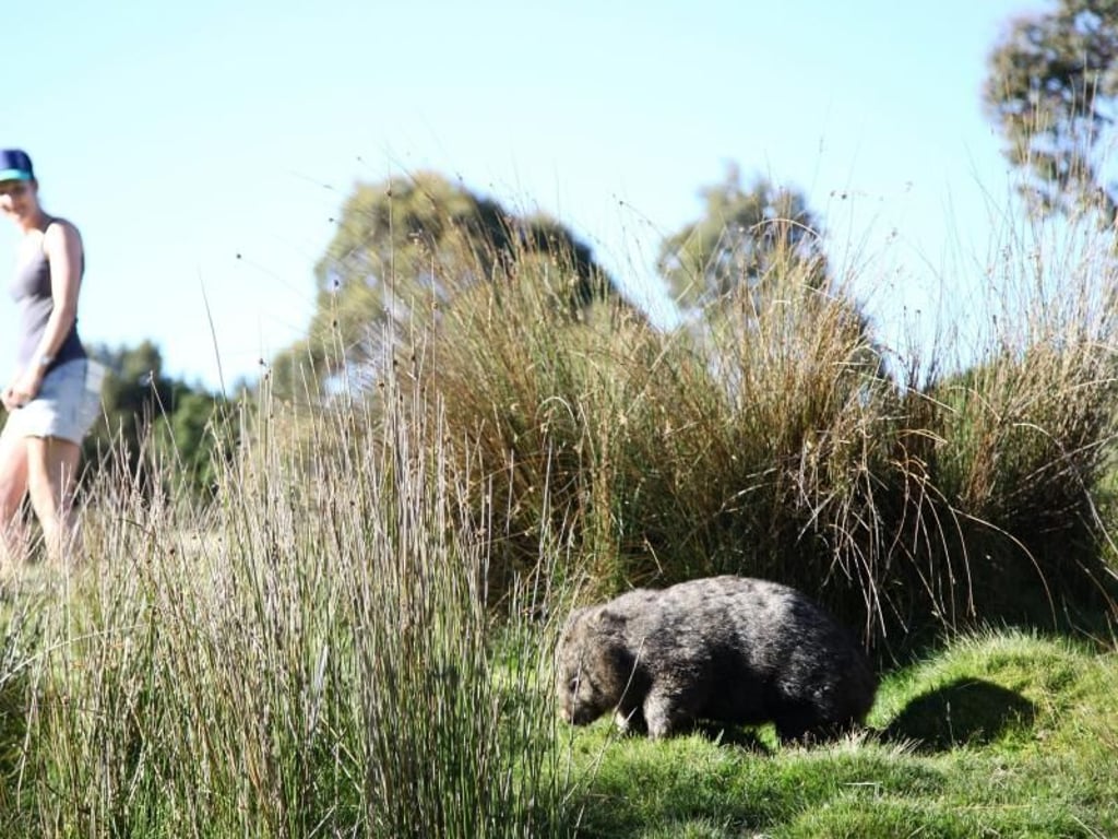 Eigentlich mögen Wombats so viel Tageslicht nicht: Auf dem Enchanted Walk lassen sie sich trotzdem auf manch einer sonnendurchfluteten Lichtung entdecken. Foto: Steffen Trumpf