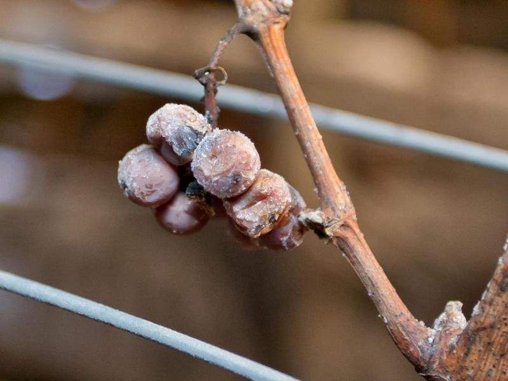 In der Regel wird Eiswein im Dezember gelesen. Foto: Daniel Karmann/Archiv