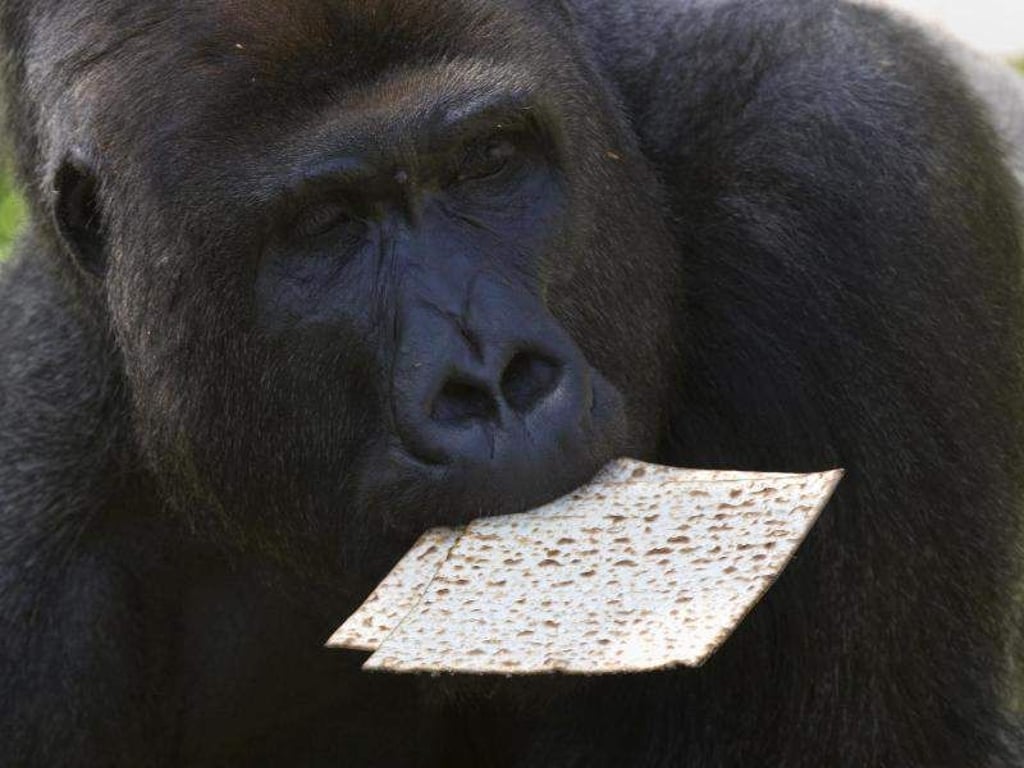 Der Gorilla Lukas bekommt dieser Tage nur ungesäuertes Brot. Er mag es. Foto: Sebastian Scheiner