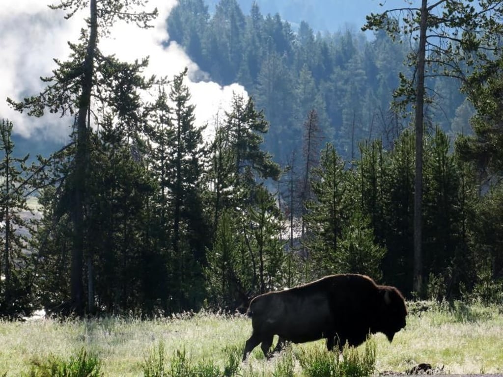 Bisons und heiße Quellen gehören zu den Höhepunkten in Yellowstone - zu beiden sollten Besucher aber ausreichend Sicherheitsabstand halten. Foto: Christian Röwekamp