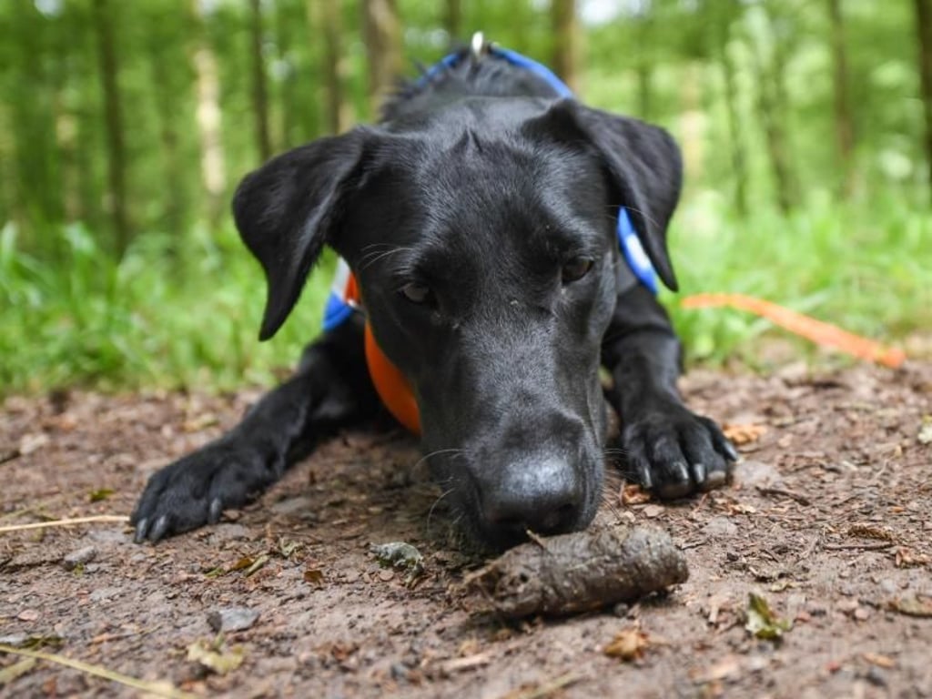 Labradorhündin «Maple» hat beim Training eine Losungsprobe entdeckt. Foto: Arne Dedert