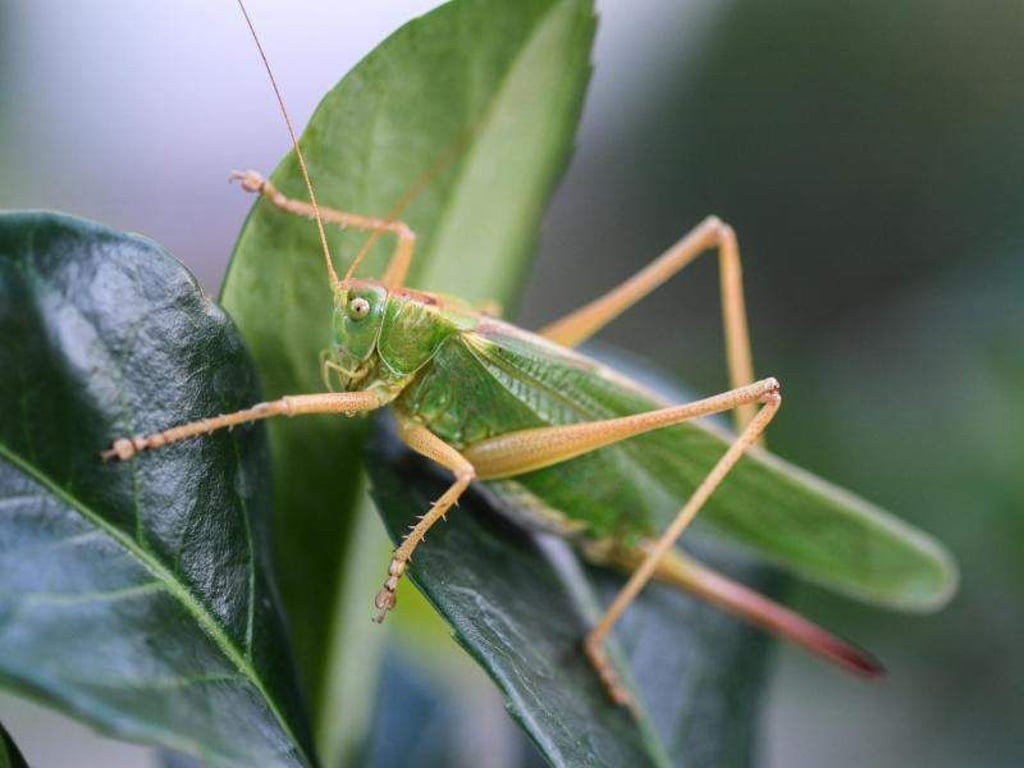 Ein grünes Heupferd (Tettigonia viridissima) sitzt auf einer Lorbeerkirsche-Hecke. Foto: Felix Kästle