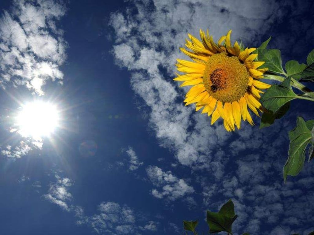 Eine Sonnenblume ist vor der Sonne zu sehen. Foto: Ina Fassbender/Archiv