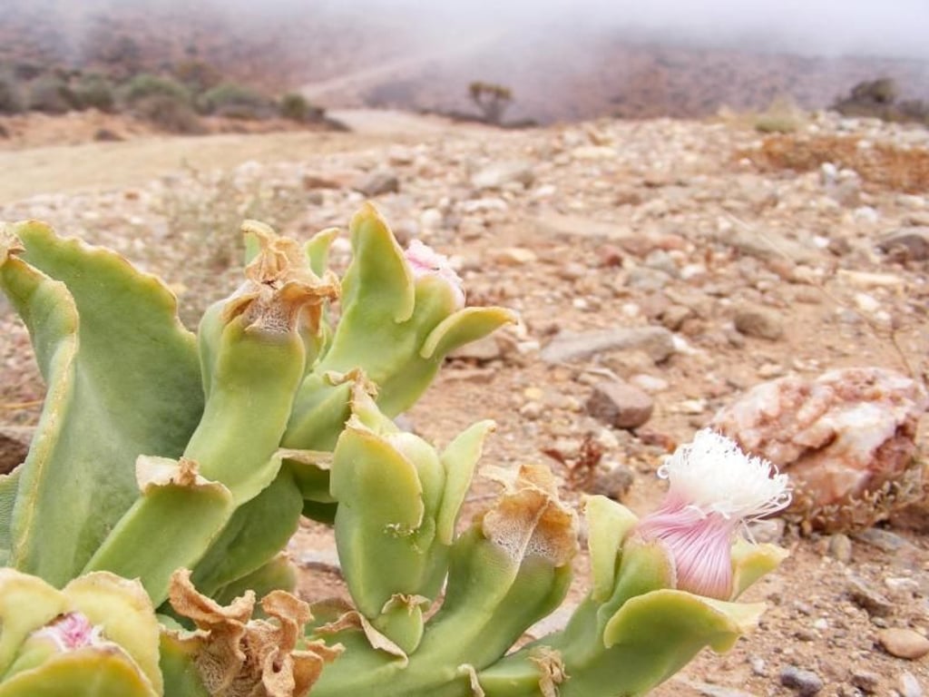 Die Vegetation ist häufig spärlich: blühende Sukkulenten am Helskloof-Pass. Foto: Christian Selz/dpa-tmn