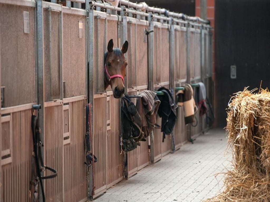 Ideale Pferde-Boxen sollten groß genug und die Stallgasse schön hell sein - wie hier im Reitstall Lindemann in Hepstedt. Foto: Ingo Wagner