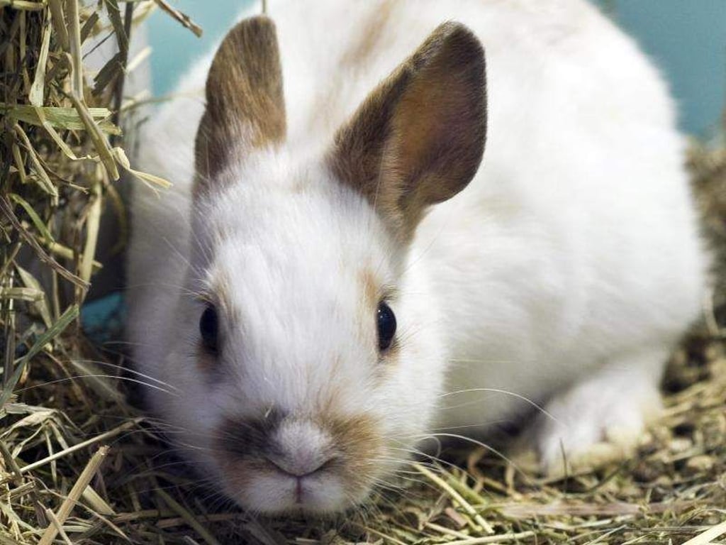 Kaninchen sollten ständig Heu, Gras und Löwenzahn als Futter bekommen, damit ihr Zahnabrieb konstant bleibt. Foto: Jens Schierenbeck