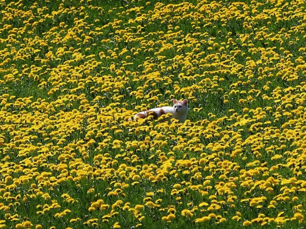 Eine Katze pirscht im bayerischen Aitrang durch blühenden Löwenzahn. Foto: Karl-Josef Hildenbrand