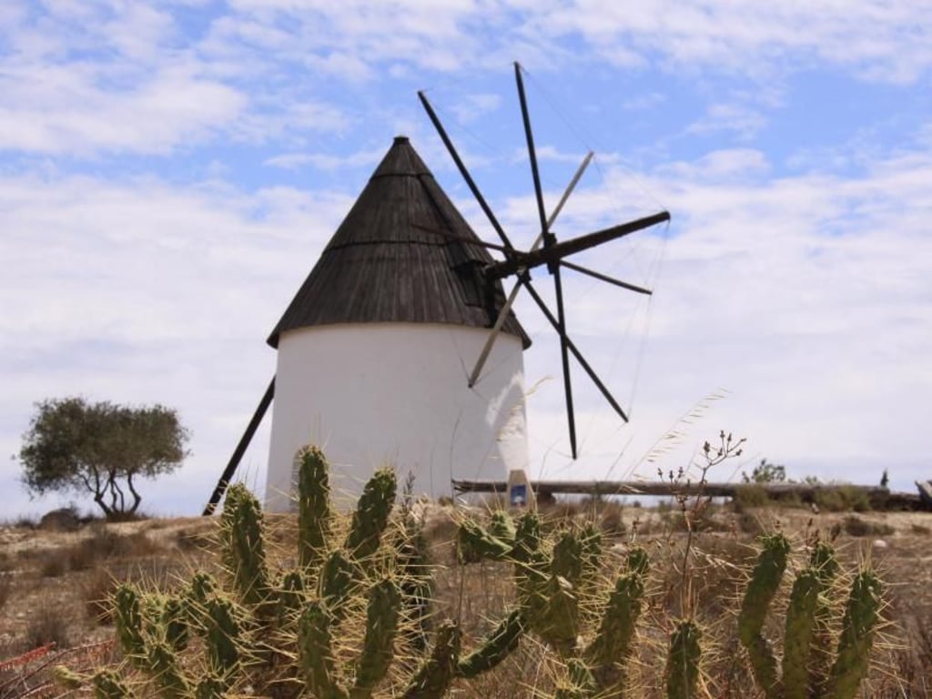 Kakteen prägen die Landschaft in der Halbwüste von Cabo de Gata. Foto: Manuel Meyer