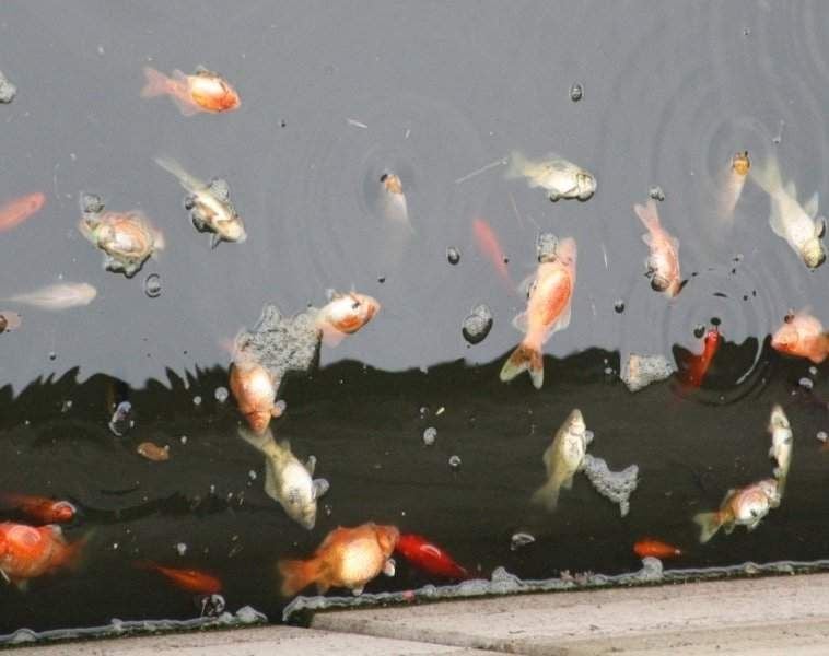 Goldfische sterben im CleveGraben