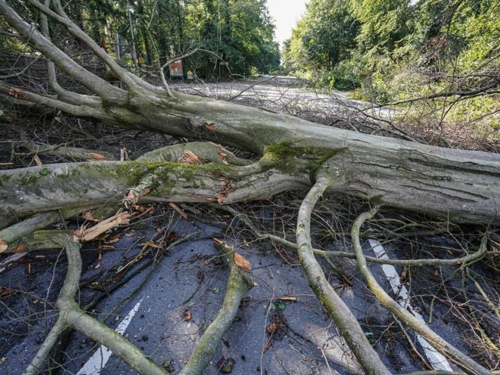 Umgestürzte Bäume in Wiesbaden. Foto: Frank Rumpenhorst