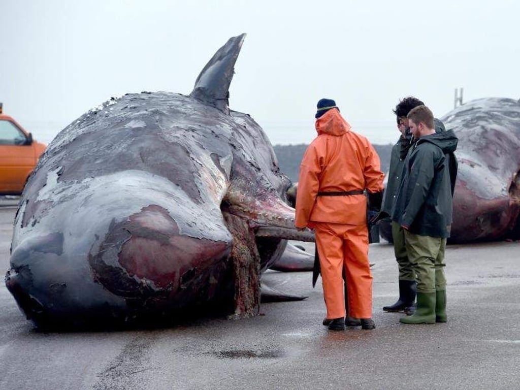 Zwei tote Pottwale liegen auf einem Anleger auf Nordstrand (Schleswig-Holstein). An der Küste der niederländischen Wattenmeer-Insel Texel wurde unterdessen wieder ein toter Pottwal angespült. Foto: Carsten Rehder