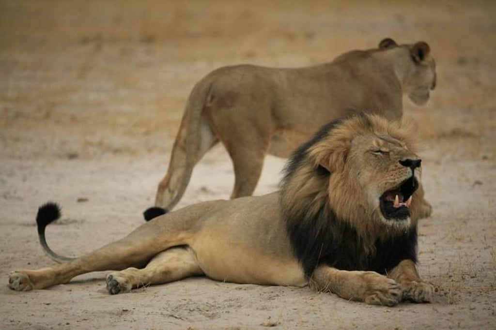 This handout picture taken on October 21, 2012 and released on July 28, 2015 by the Zimbabwe National Parks agency shows a much-loved Zimbabwean lion called "Cecil" which was allegedly killed by an American tourist on a hunt using a bow and arrow, the Zimbabwe Conservation Task Force charity accused on July 15, 2015, adding that the animal had taken 40 hours to die. The lion, which was a popular attraction among visitors to the Hwange National Park, was tempted outside the park using bait and then shot earlier this month. AFP PHOTO / ZIMBABWE NATIONAL PARKS
==RESTRICTED TO EDITORIAL USE - MANDATORY CREDIT "AFP PHOTO / ZIMBABWE NATIONAL PARKS" - NO MARKETING NO ADVERTISING CAMPAIGNS - DISTRIBUTED AS A SERVICE TO CLIENTS==