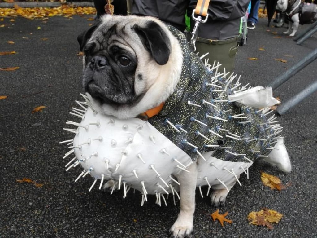 Ein als Kugelfisch verkleiderter Mops. Foto: Johannes Schmitt-Tegge
