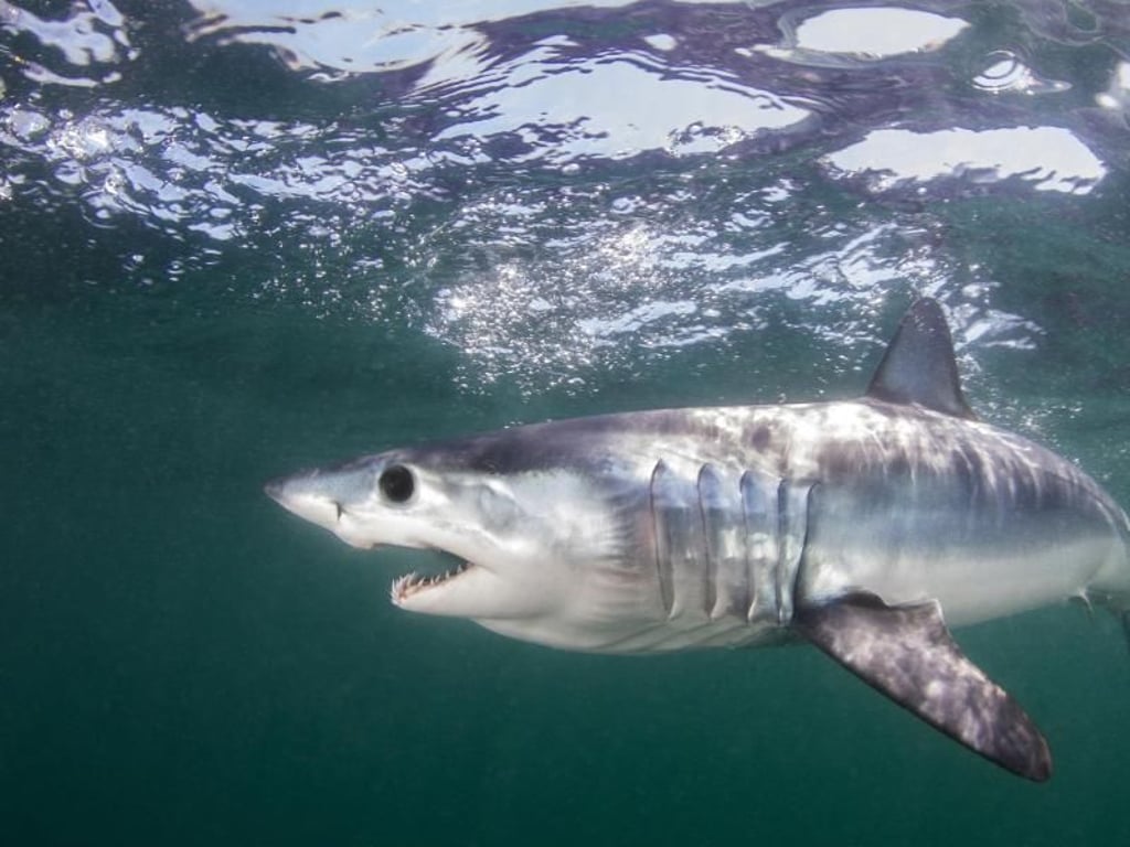 Auch der Makohai, einer der schnellsten Fische der Weltmeere, soll besser geschützt werden. Foto: Matthew D Potenski/The Pew Charitable Trusts/AP