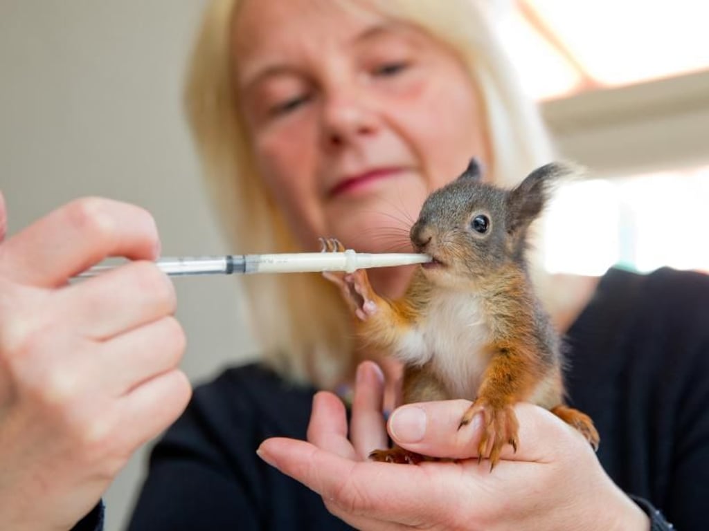 Kerstin Kaden füttert eines ihrer Eichhörnchenkinder mit der Pipette. Foto: Daniel Karmann