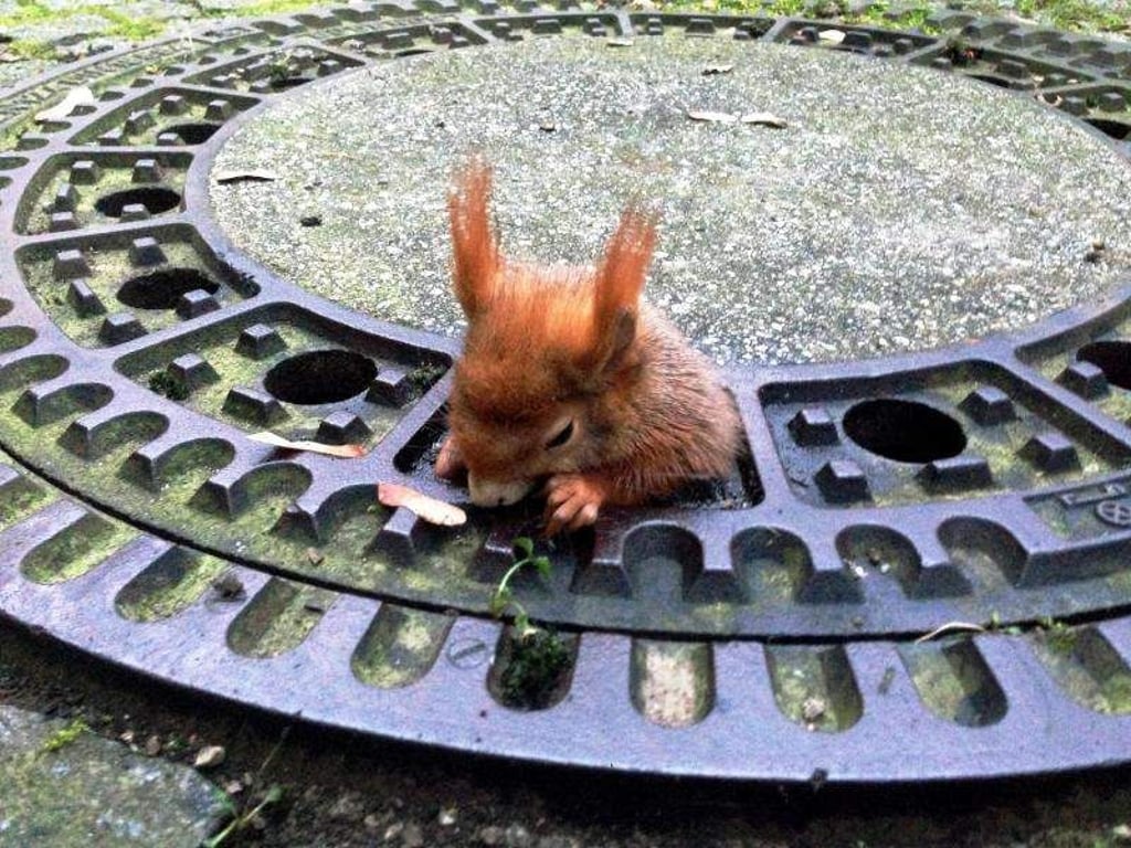 Das Eichhörnchen steckt fest. Foto: Tierrettung München