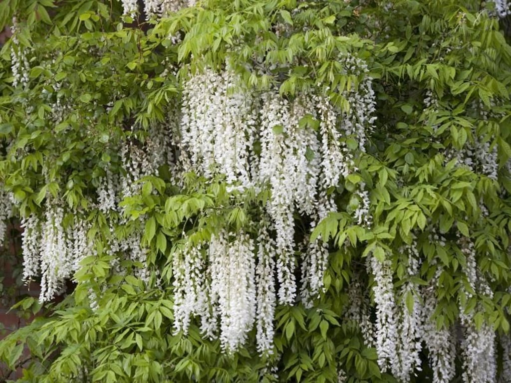 Blauregen gibt es nicht nur in Blau: Die Sorte 'Alba' des Japanischen Blauregens (Wisteria floribunda) erblüht in Weiß. Foto: Marion Nickig