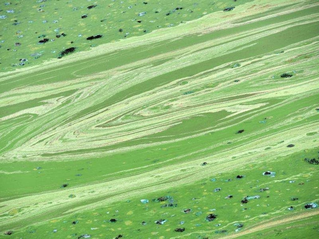 Blaualgen haben auf der Wasseroberfläche eines Sees giftgrüne Schlieren erzeugt. Foto: Uwe Zucchi/Archivbild