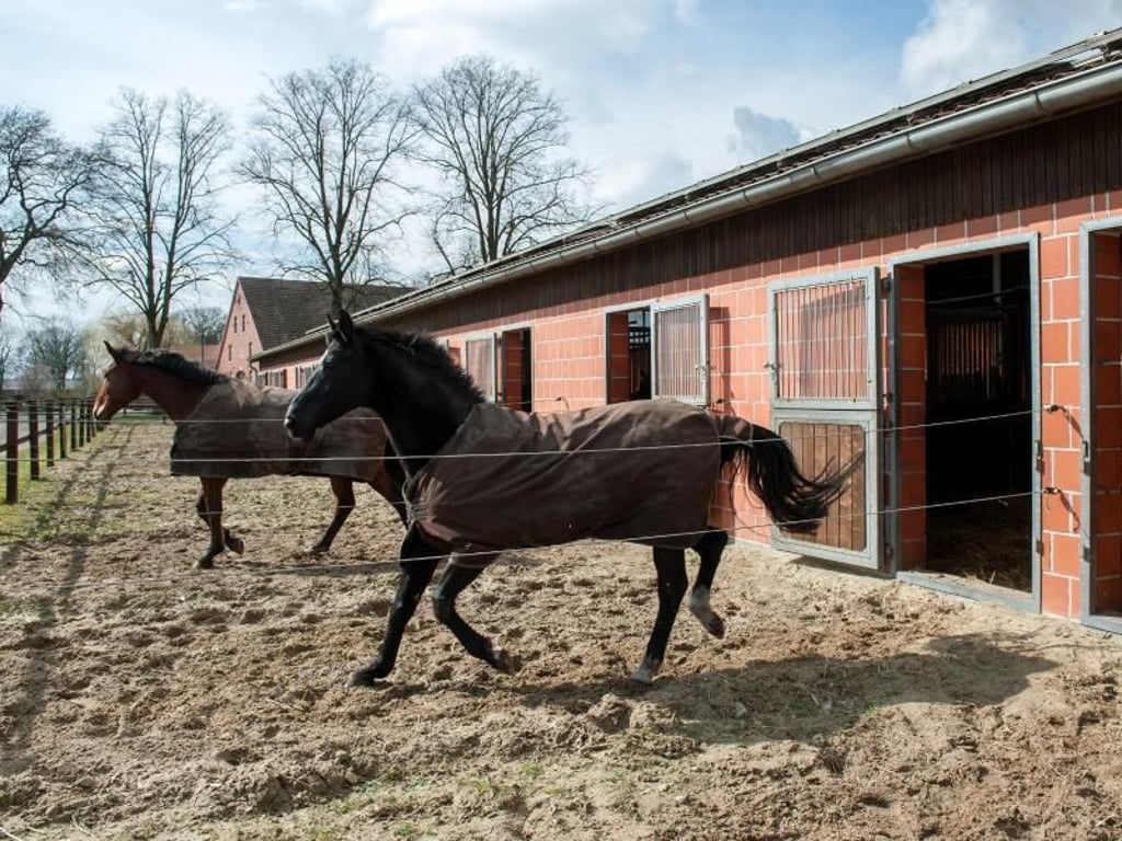 Kaum sind die Stalltüren auf, geht es raus: Pferde brauchen Bewegung und lieben daher Boxen mit angeschlossenem Paddock. Foto: Ingo Wagner