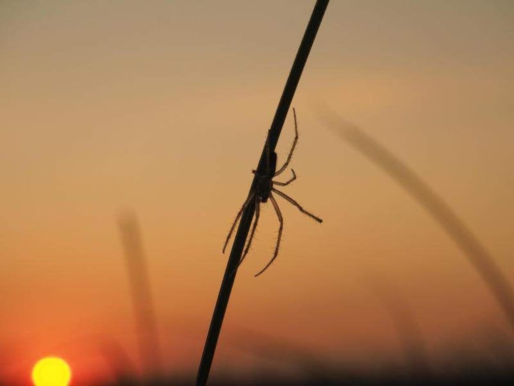 Eine männliche Radnetzspinne. Foto: Pierick Mouginot/Universität Greifswald