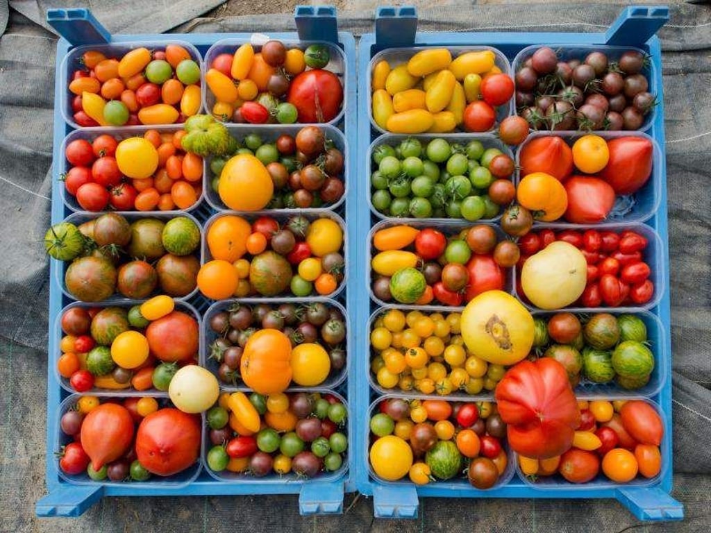 Wer im eigenen Gewächshaus Gemüse pflanzen möchte, braucht eine Fläche von 14 bis 16 Quadratmeter. Foto: Julian Stratenschulte