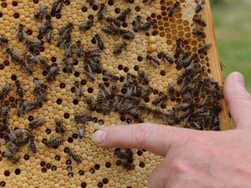 Ein Finger zeigt auf eine Brutwabe, umgeben von einigen Bienen. Foto: Caroline Seidel/Archiv