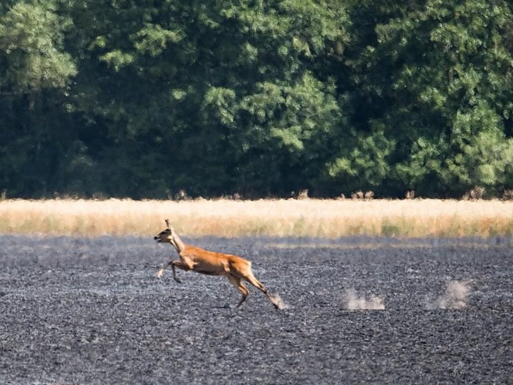 Ein Reh flüchtet über ein abgebranntes Feld in der Region Hannover. Die Feuerwehren in Niedersachsen kämpfen mit zahlreichen Feldbränden. Foto: Julian Stratenschulte