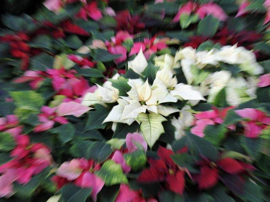 Weihnachtssterne gibt es inzwischen in verschiedenen Farben. Foto: Holger Hollemann