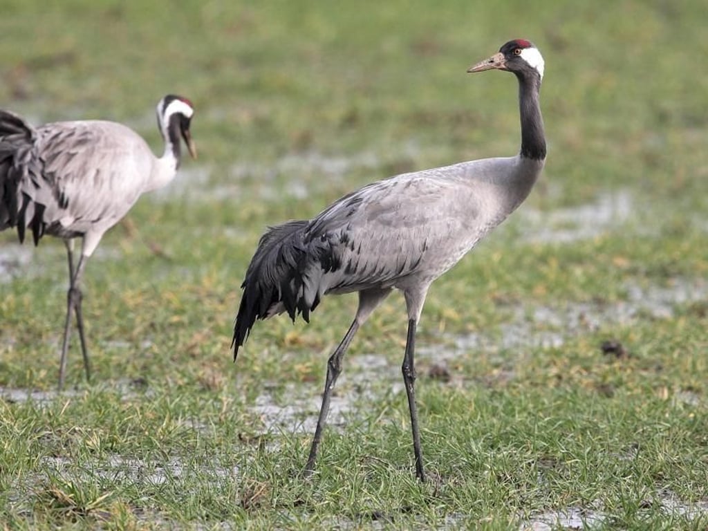 Auch Kraniche fühlen sich im flachen Mecklenburg-Vorpommern richtig wohl. Viele von ihnen kommen auf ihrem Weg gen Süden hier vorbei. Foto: Bert Burchett/TVMS/dpa