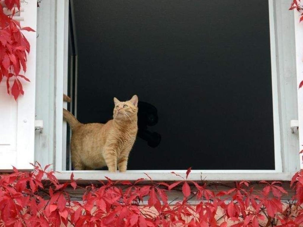 Ein offenes Fenster kann Katzen in Lebensgefahr bringen. Halter lassen Fenster daher am besten geschlossen, wenn das Tier im Raum ist. Foto: Patrick Seeger