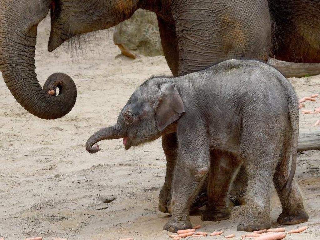 Das Elefantenbaby Floh bleibt ganz nah bei seiner Mutter Sayang. Foto: Holger Hollemann