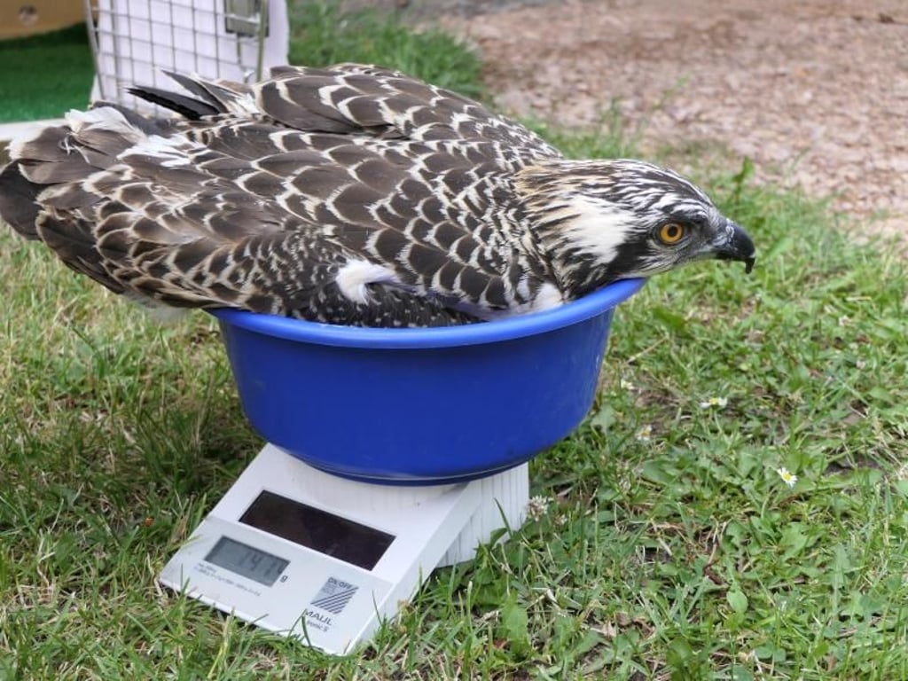 Bevor die Tiere in ihre neuen Lebensräume gebracht werden, müssen sie einen Check-Up über sich ergehen lassen. Foto: Wendy Strahm-Landenbergue