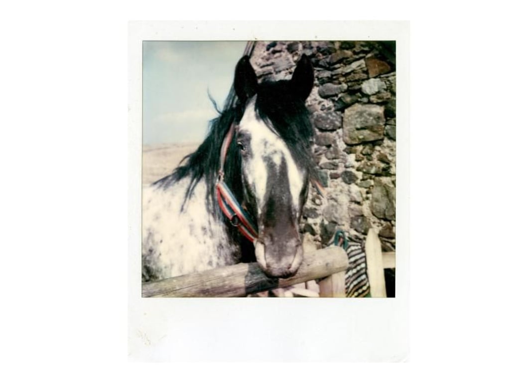 Linda McCartney hat Pferde geliebt. Foto: Linda McCartney