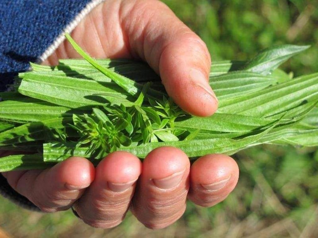 Ein gutes Mittel gegen Hustenreiz und Blutungen und vieles mehr: Das Kraut Spitzwegerich (hier mit den kleineren Blättern des Labkrauts) ist die Arzneipflanze des Jahres 2014. Foto: Daniela David