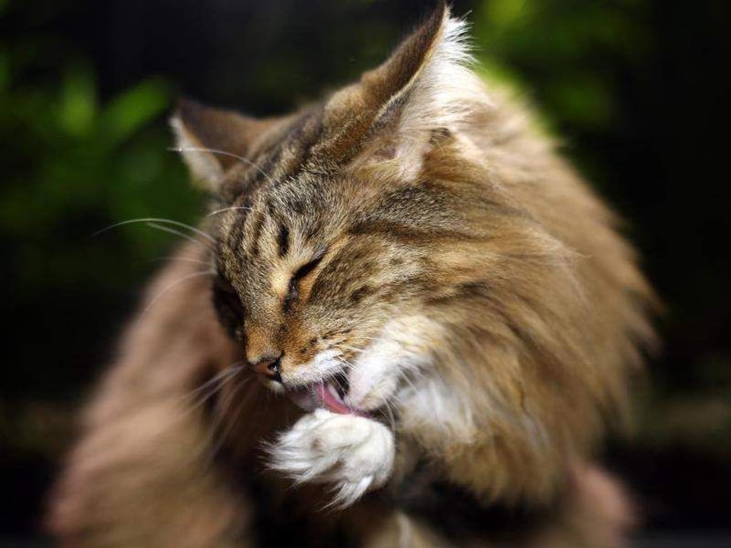 Putzen kann bei Katzen zwanghaft werden: Ein Tierarzt kann beurteilen, ob es körperliche oder psychische Ursachen dafür gibt. Foto: Ina Fassbender